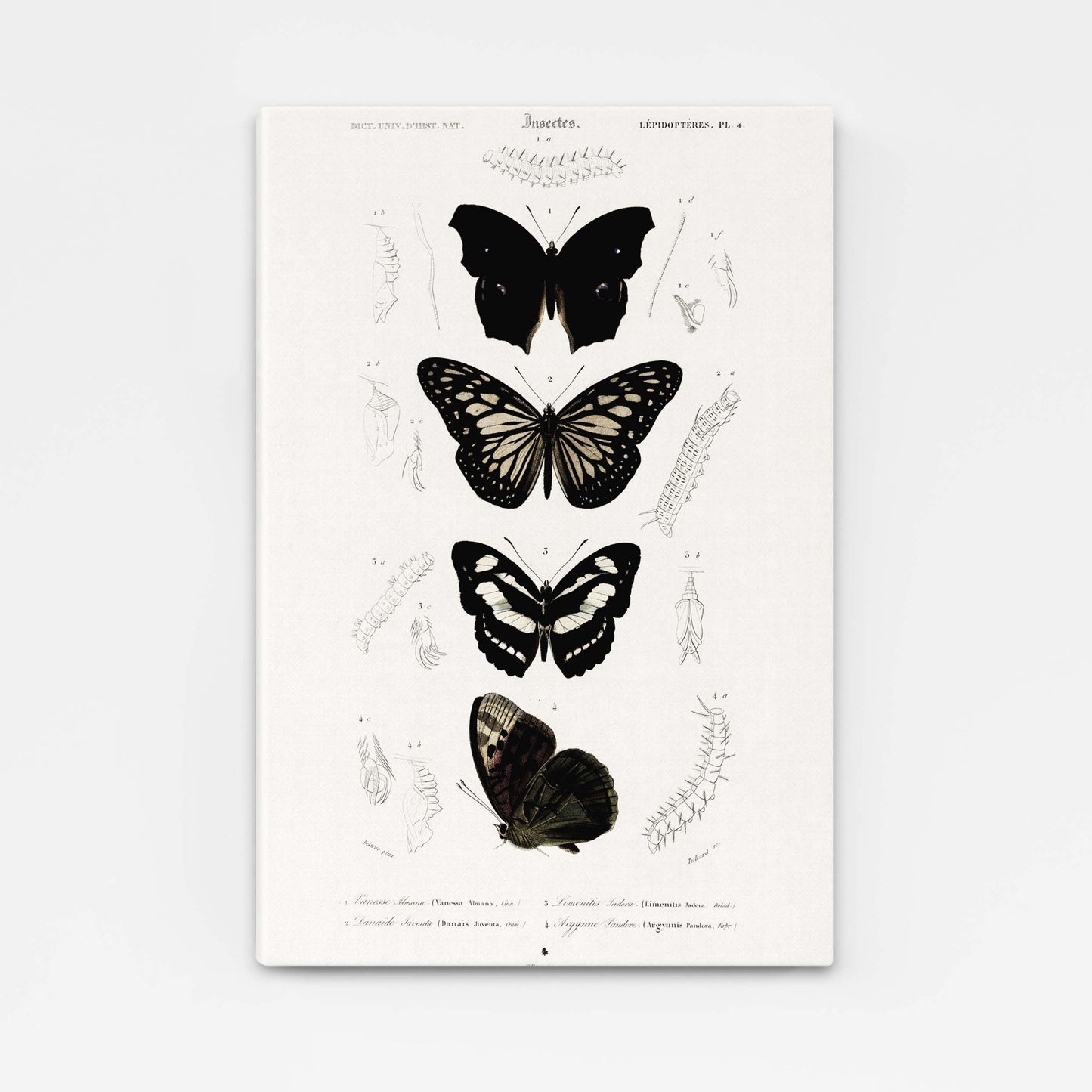 Antique Butterfly Wall Art