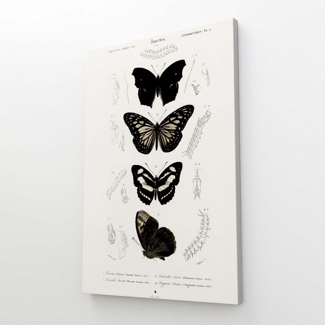 Antique Butterfly Wall Art