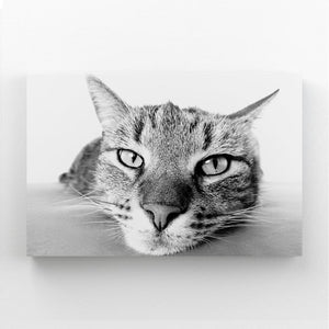 Black And White Cat Wall Art