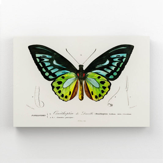 Botanical Butterfly Wall Art — botanical canvas print in white tones