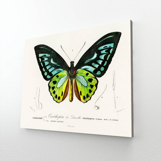 Botanical Butterfly Wall Art