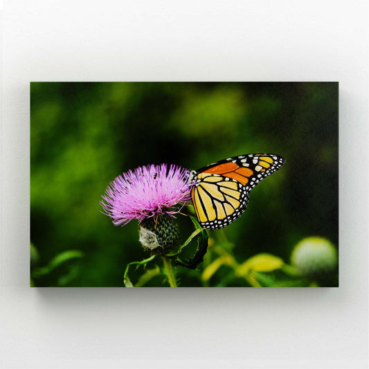 Butterfly On Thistle Photography Wall Art