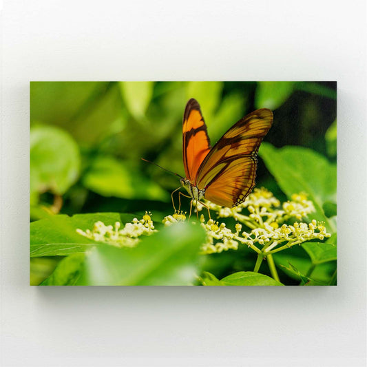 Butterfly Photography Wall Art