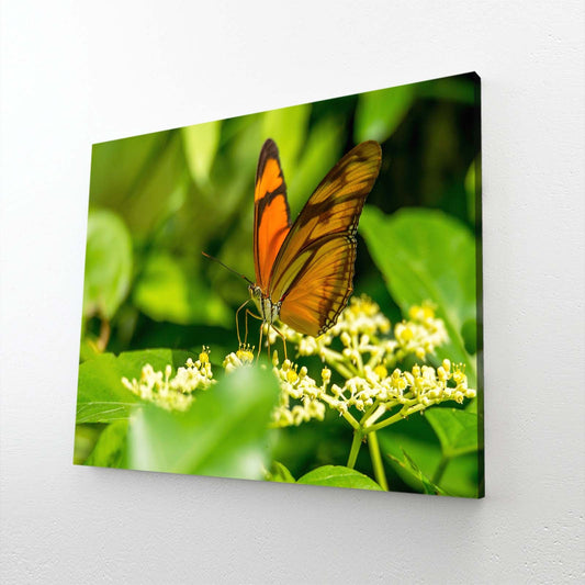 Butterfly Photography Wall Art