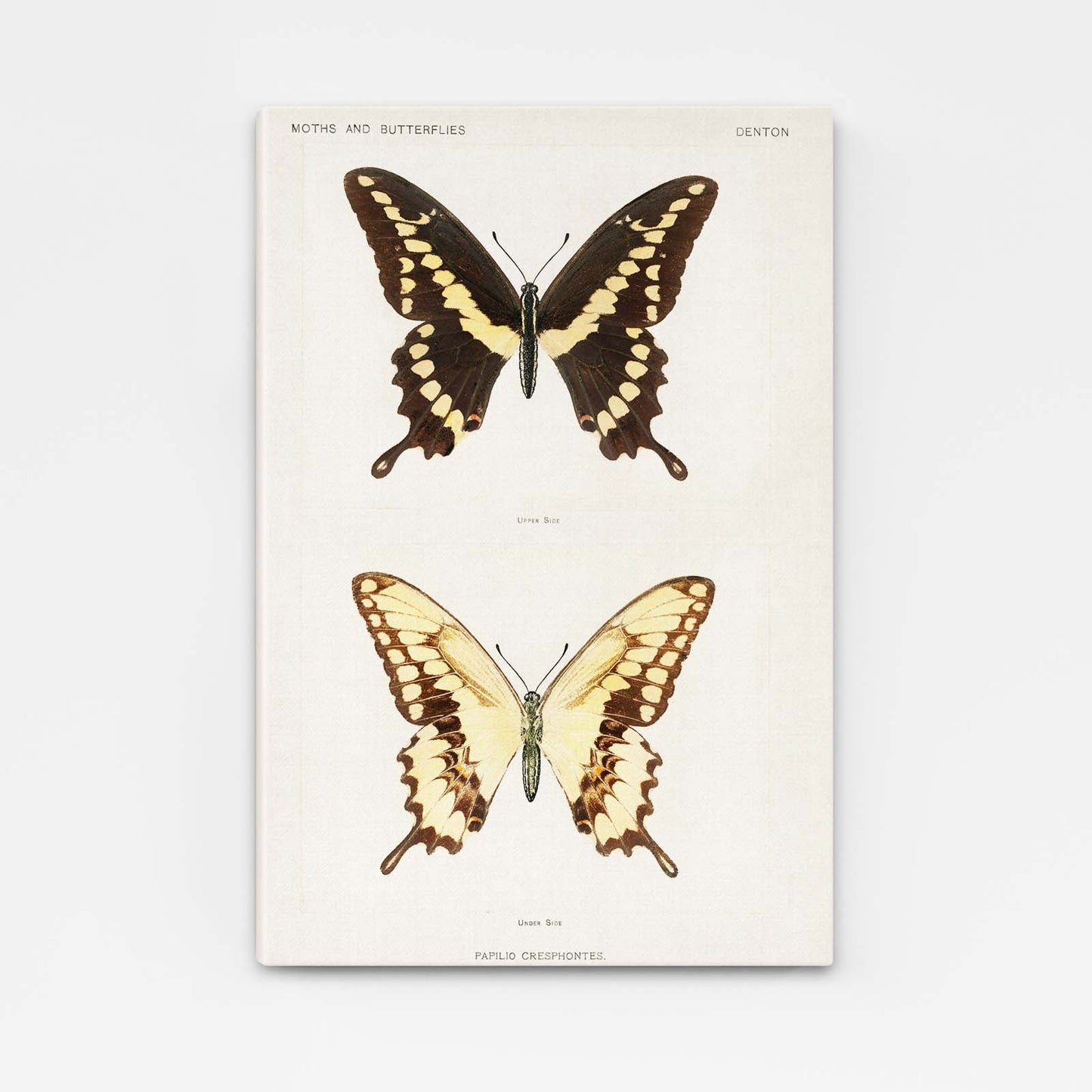 Butterfly Specimen Wall Art