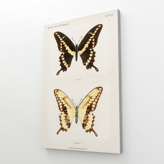 Butterfly Specimen Wall Art