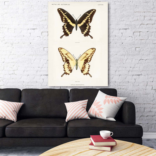 Butterfly Specimen Wall Art — botanical canvas print in white tones, view 3