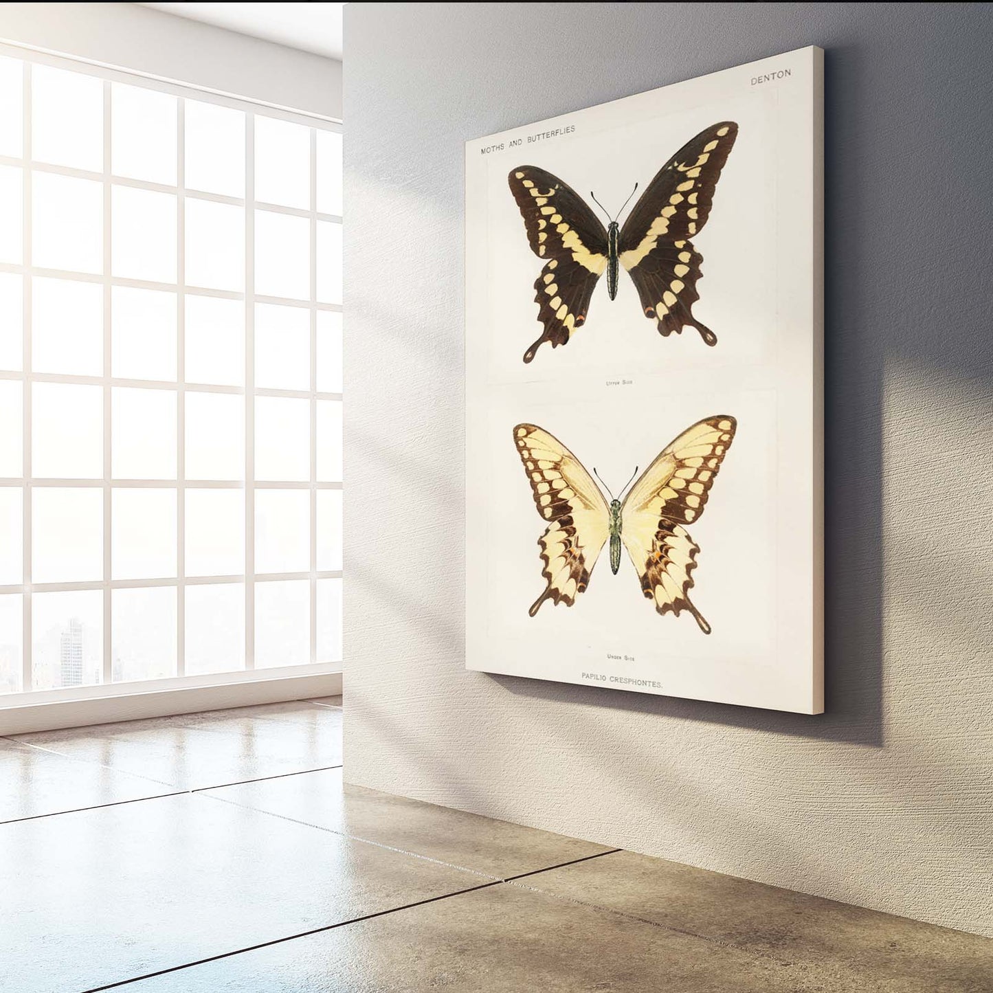 Butterfly Specimen Wall Art