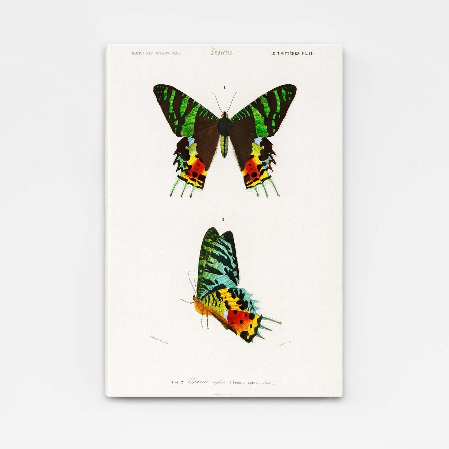 Colorful Scientific Butterfly Wall Art