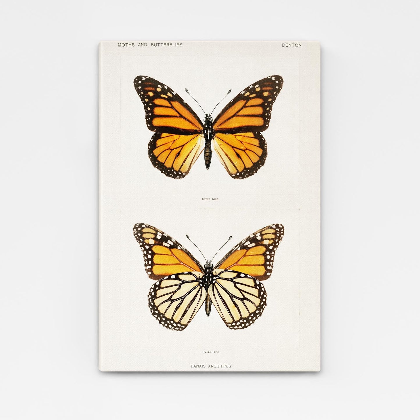 Danaus Butterfly Wall Art