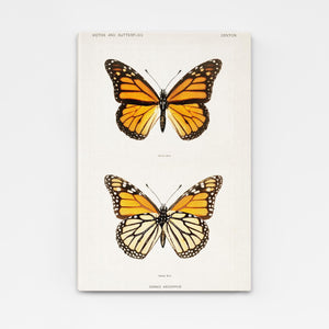Danaus Butterfly Wall Art