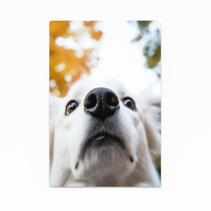 Dog Face Artwork