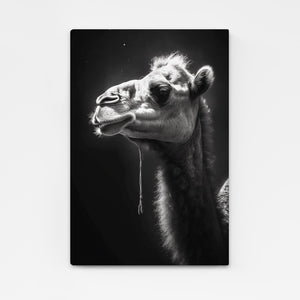 Dramatic Camel Photography Art