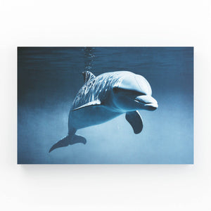 Eye to Eye Dolphin Canvas