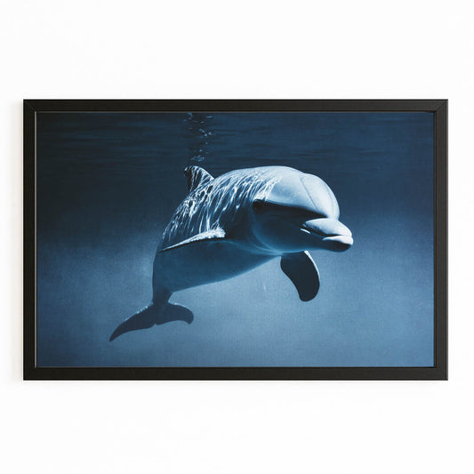Eye to Eye Dolphin Canvas – with Premium Black wood frame on white background