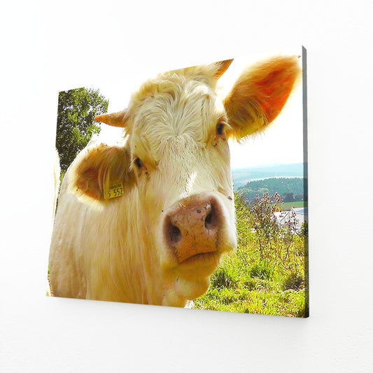 Face Cow Canvas Art – angled canvas view on white background