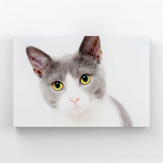 Innocent Gaze Cat Wall Art — photography canvas print in white tones