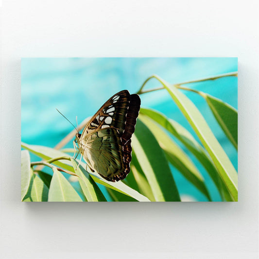 Natural Butterfly Wall Art — nature canvas print in blue tones