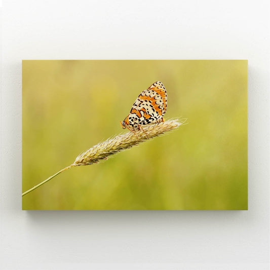 Orange Meadow Butterfly Wall Art — nature canvas print in yellow tones