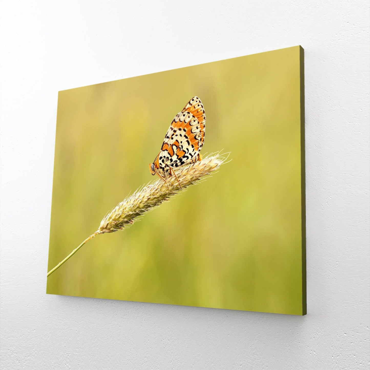 Orange Meadow Butterfly Wall Art