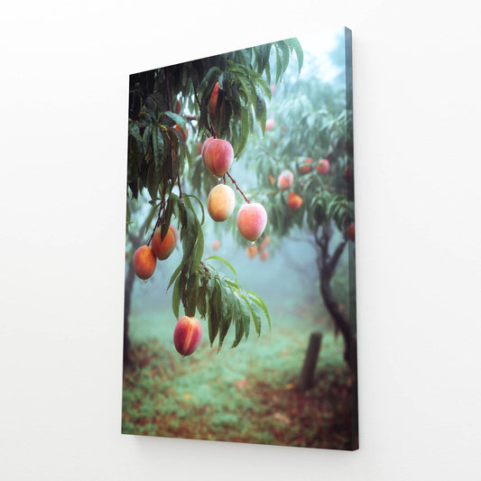 Peach Orchard Mist Fruit Prints – angled canvas view on white background