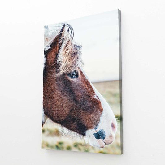 Pinto Field Portrait Horse Canvas — photography canvas print, angled canvas view on white background