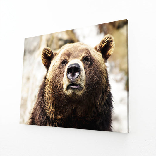 Rain Soaked Portrait Bear Wall Decor — photography canvas print, angled canvas view on white background