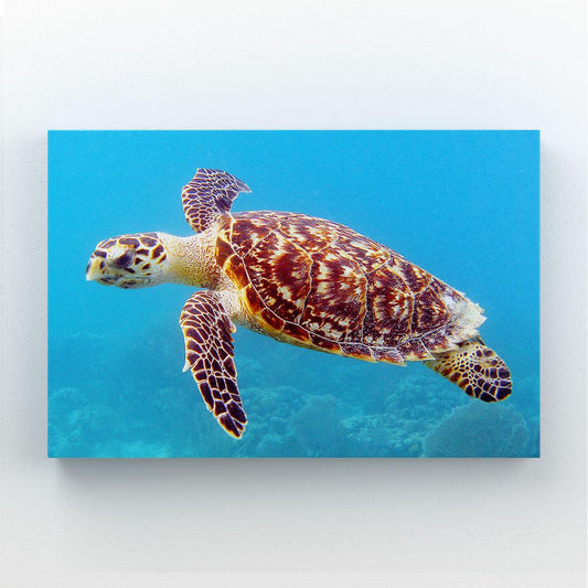 Sea Turtle Photography Wall Art – sea turtle swimming in clear turquoise water