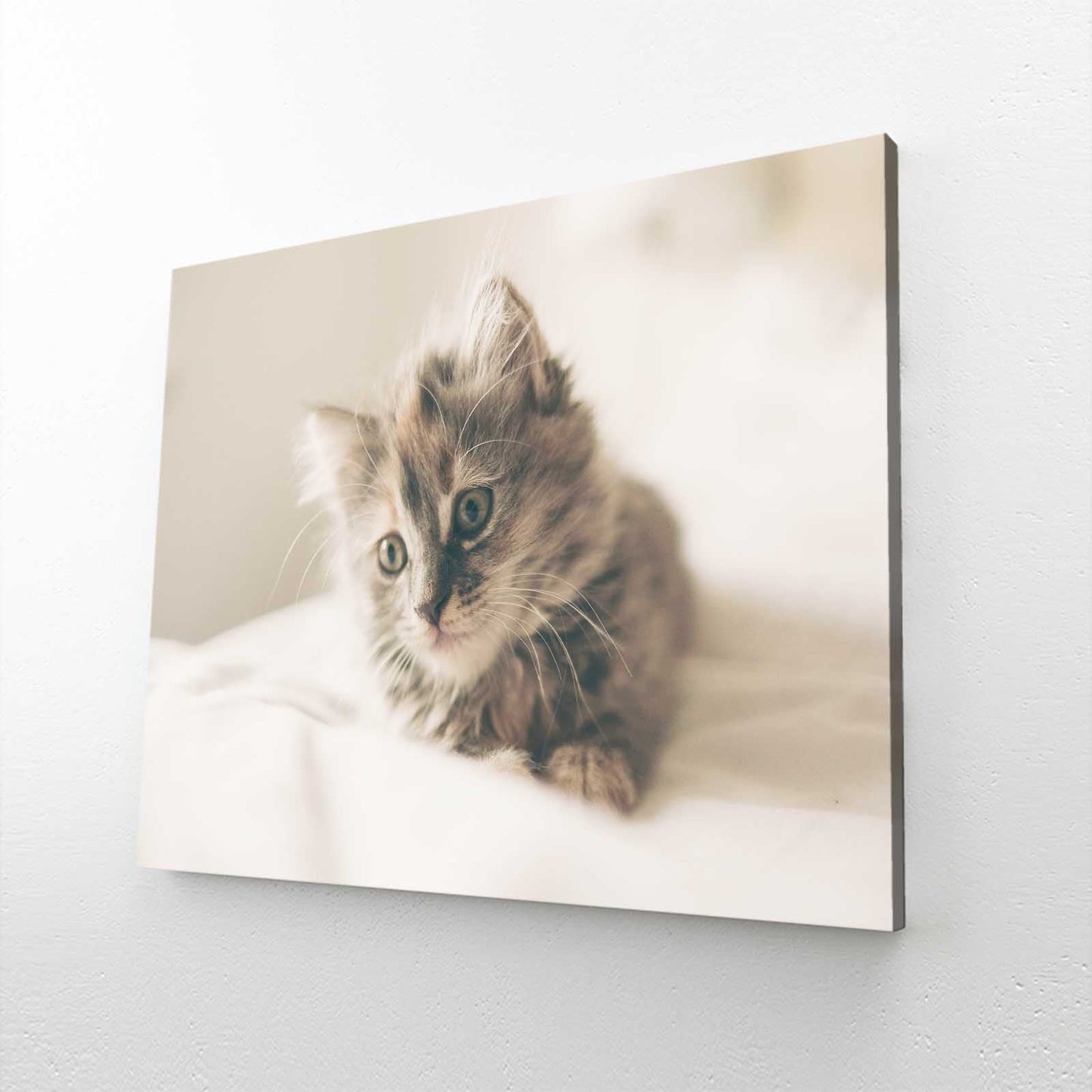 Soft Light Cat Wall Art
