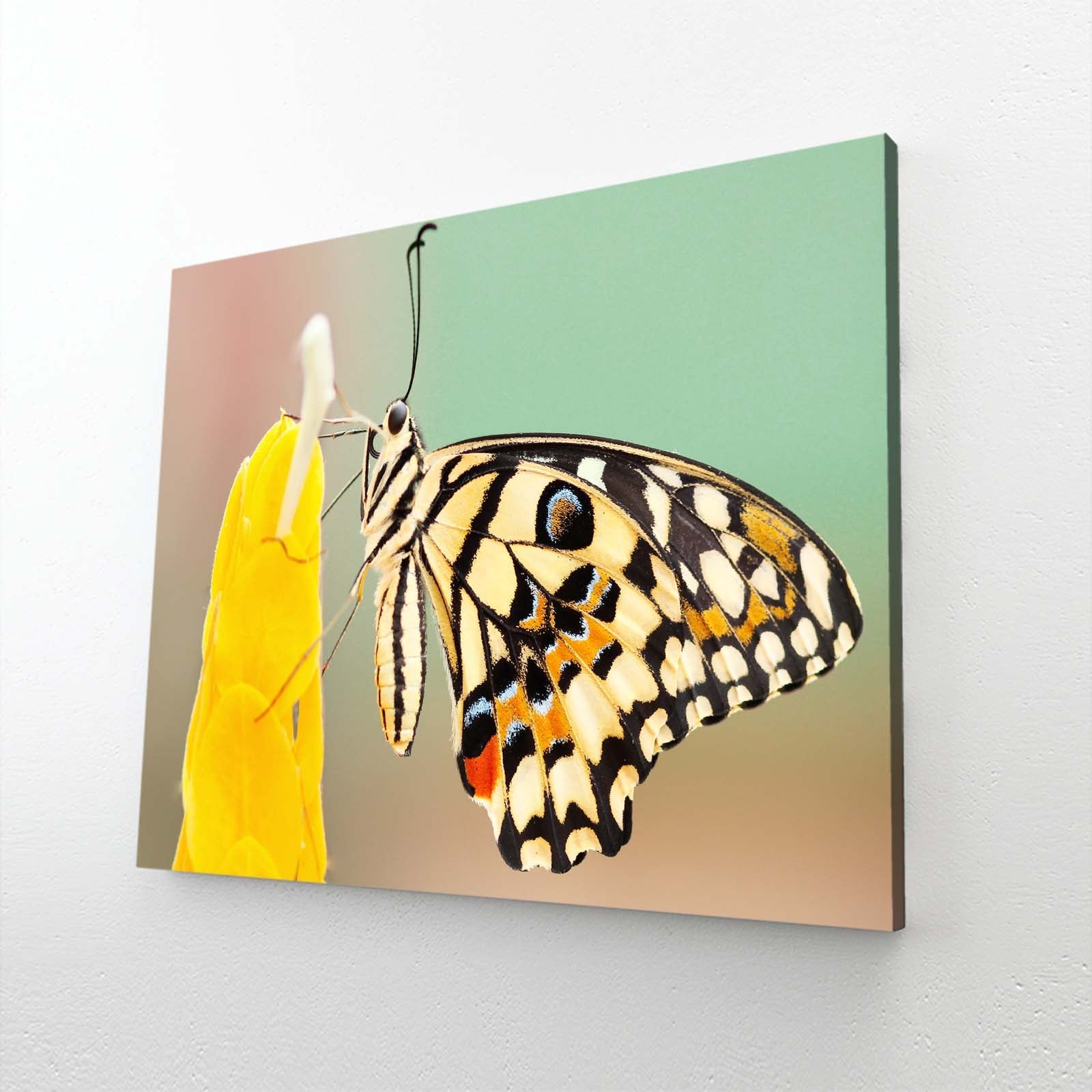Swallowtail Butterfly On Flower Wall Art