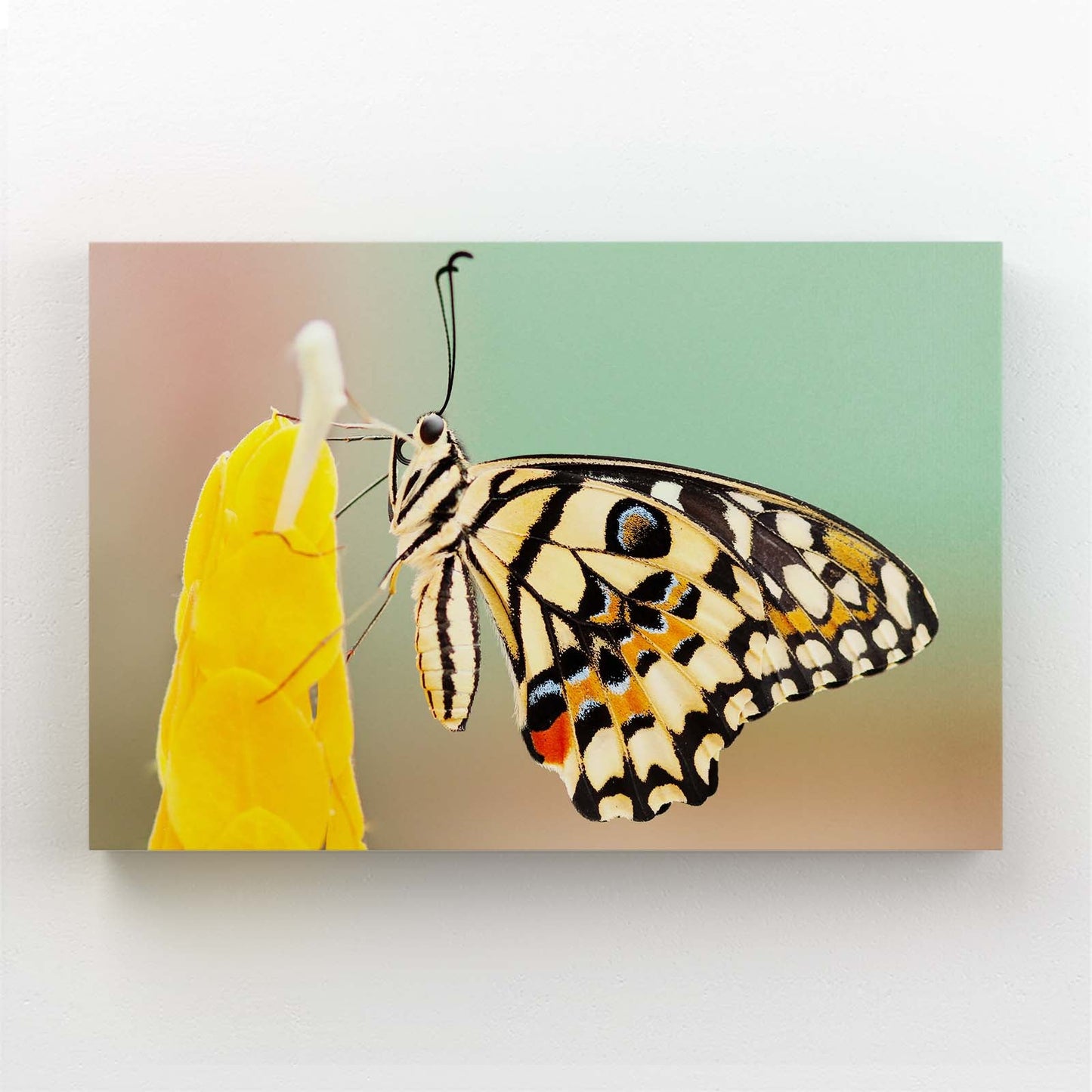 Swallowtail Butterfly On Flower Wall Art