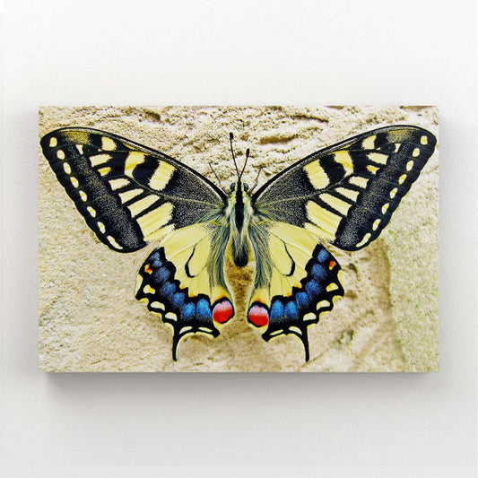 Swallowtail Butterfly Wall Art — photography canvas print in white tones