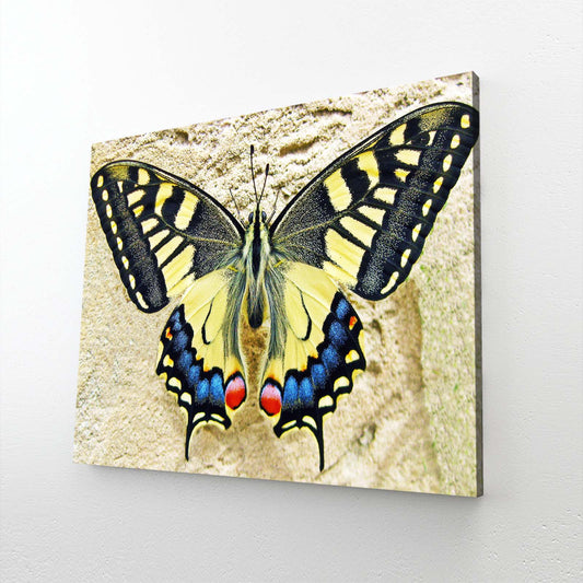 Swallowtail Butterfly Wall Art