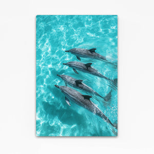 Turquoise Pod Dolphin Print