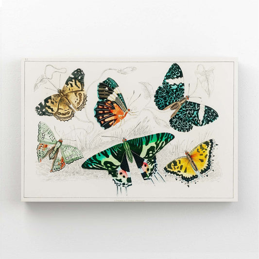 Vintage Butterfly Wall Art — vintage canvas print in white tones