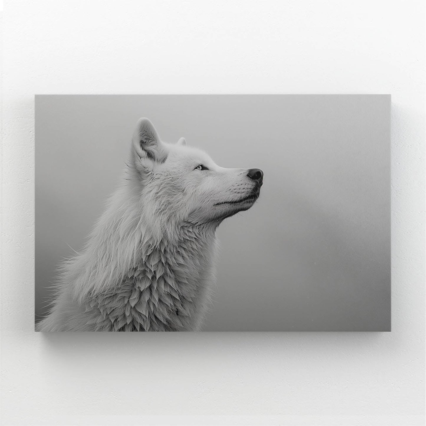 White And Black Wolf Wall Art