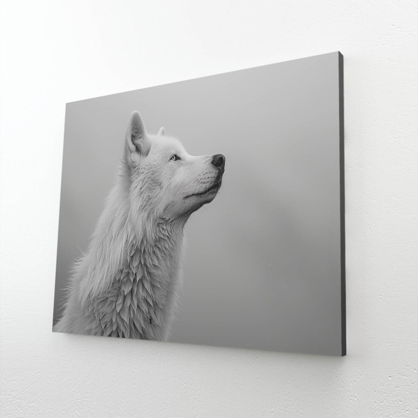 White And Black Wolf Wall Art
