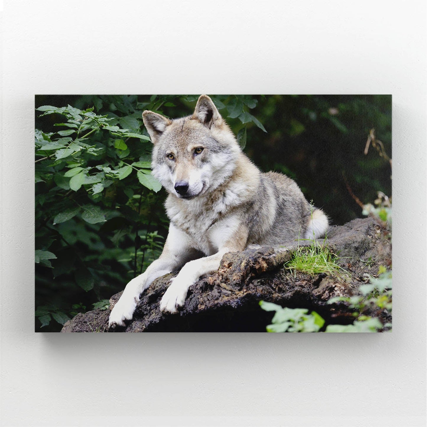 Wolf And Nature Wall Art