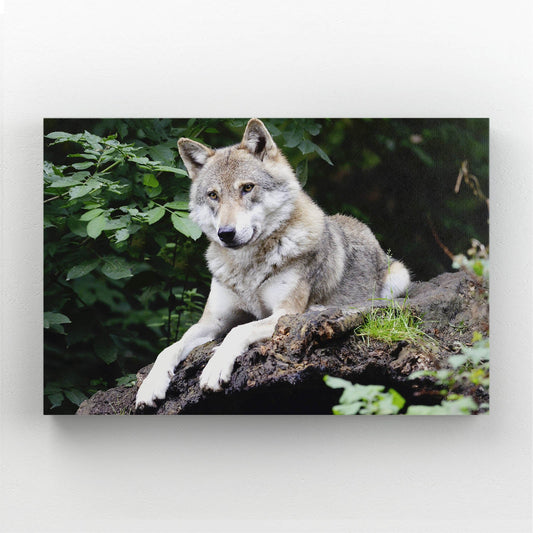Wolf And Nature Wall Art — photography canvas print in black tones