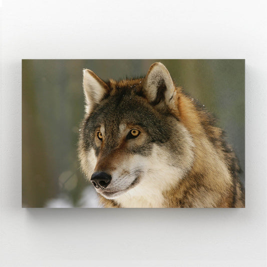 Wolf Realistic Art — realism canvas print in brown tones