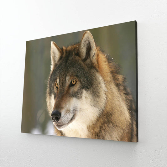 Wolf Realistic Art