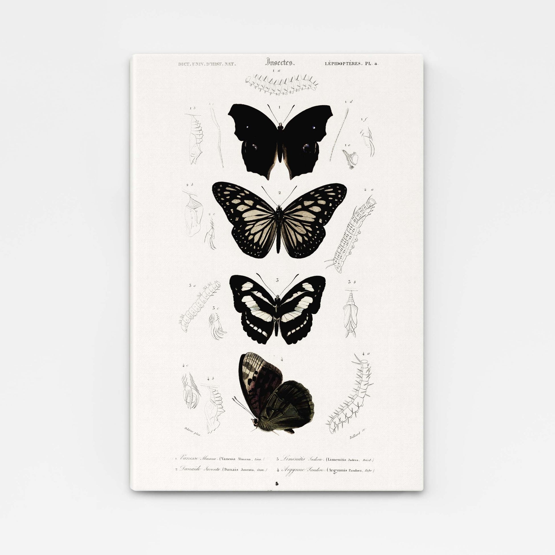 Antique Butterfly Wall Art