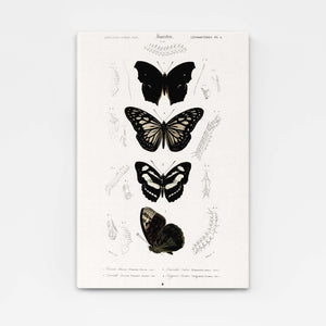 Antique Butterfly Wall Art