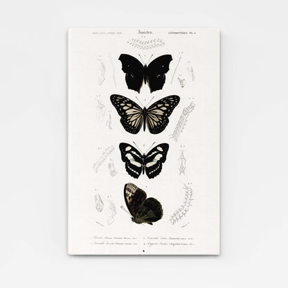 Antique Butterfly Wall Art