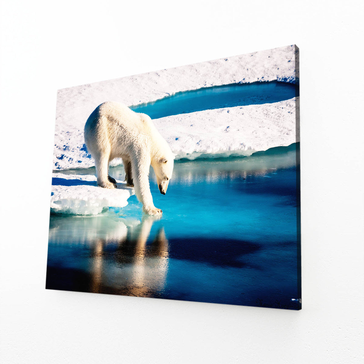 Arctic Ice Walk Bear Prints — contemporary canvas print, angled canvas view on white background