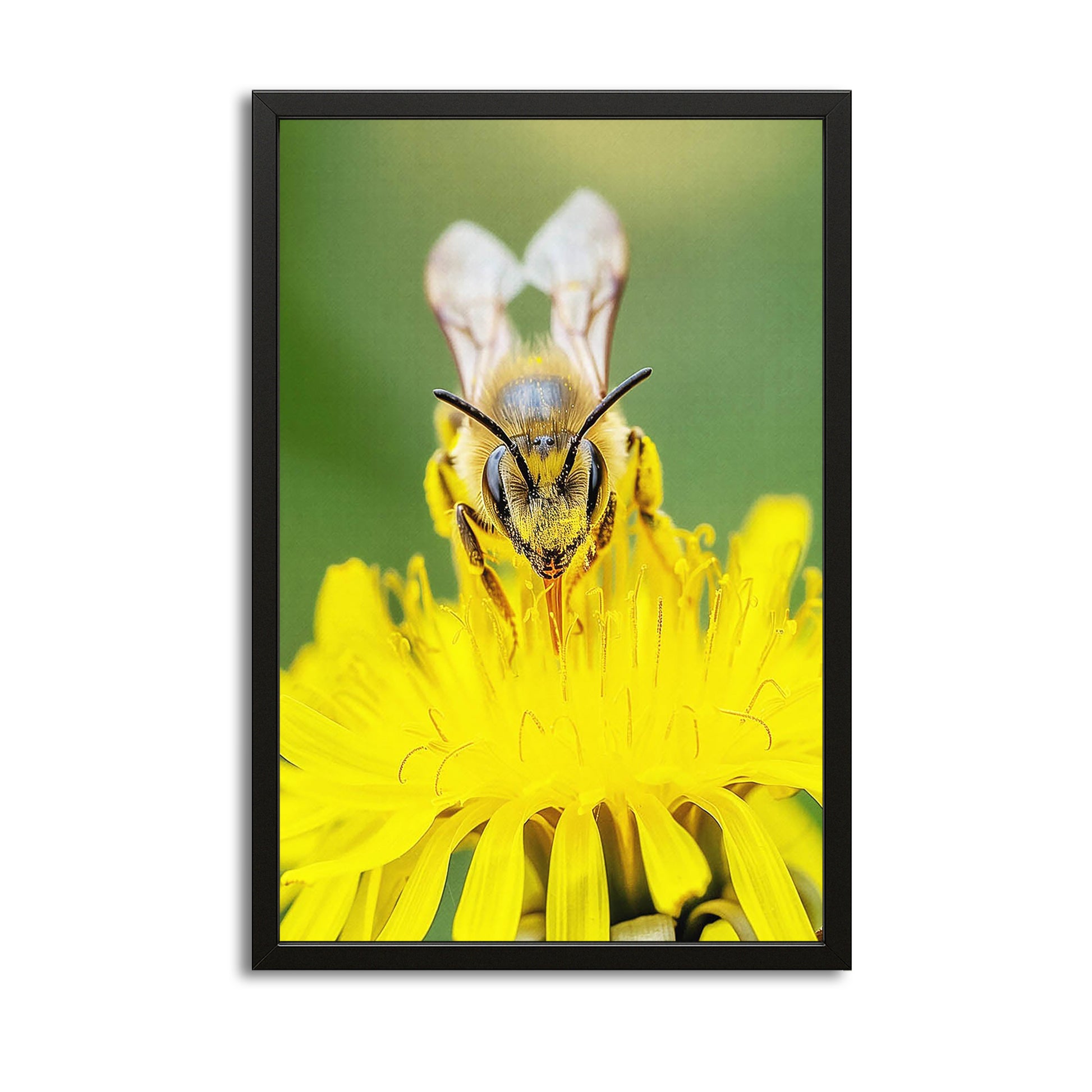 Bee On Dandelion Art – canvas print on white background