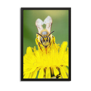 Bee On Dandelion Art