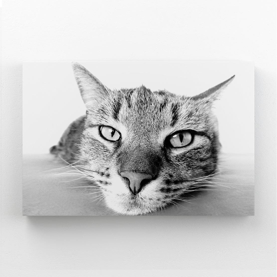 Black And White Cat Wall Art