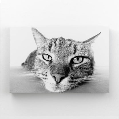 Black And White Cat Wall Art