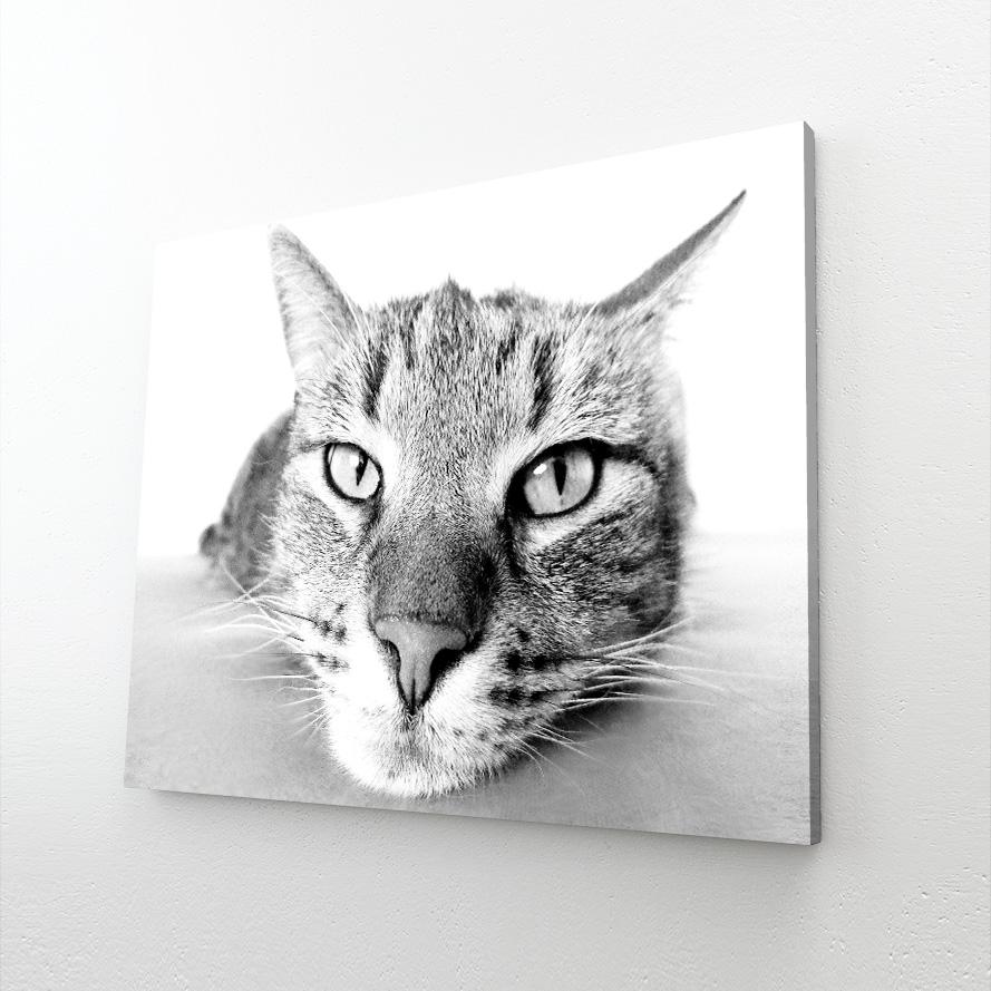Black And White Cat Wall Art